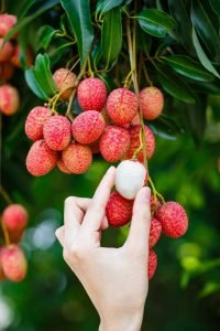 Benefits of lychee