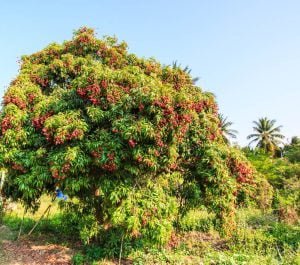 Lychee Tree